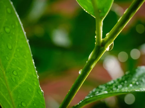 Zbliżenie Ujęcie Liści Rośliny Kilkoma Kroplami Deszczu — Zdjęcie stockowe