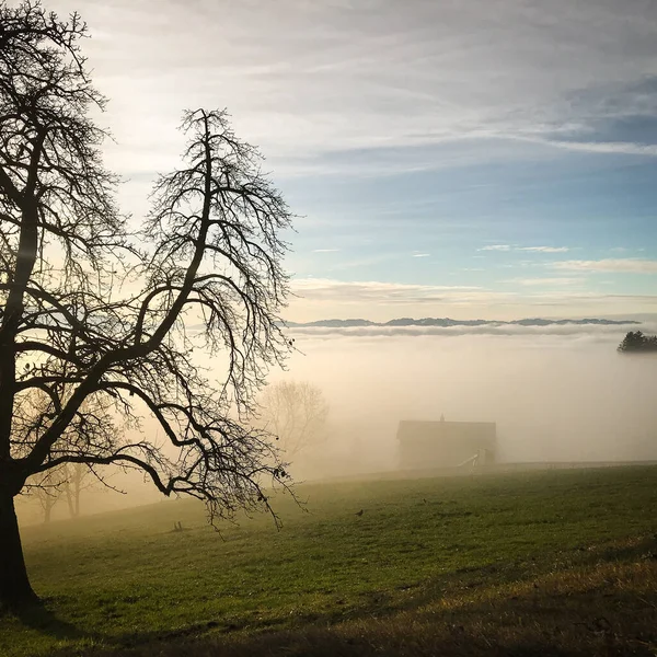 霧に包まれた朝の裸の木の自然風景 — ストック写真