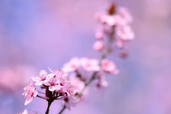 Enfoque Selectivo Flor Cerezo Primavera — Foto de Stock