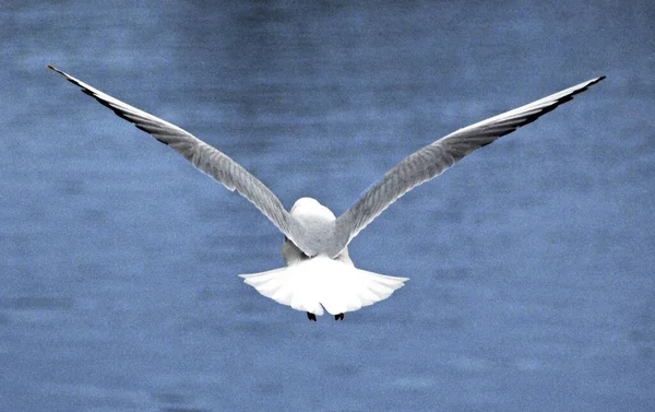 Beautiful View Seagull Flight Sea — Stockfoto