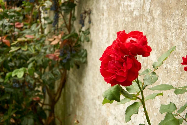 Eine Nahaufnahme Von Roten Rosen — Stockfoto