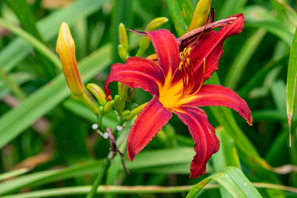 Closeup Shot Red Lily Garden Day — Stock Photo, Image