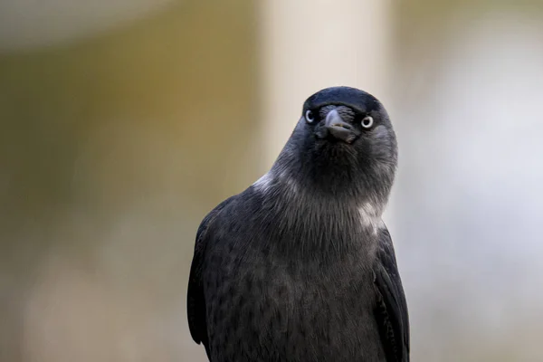 Primer Plano Hermoso Cuervo Negro Sobre Fondo Borroso — Foto de Stock