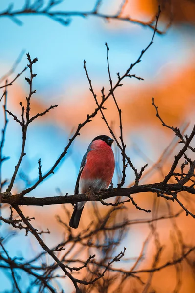 Disparo Vertical Griseiventris Pyrrhula Encaramado Una Rama Árbol Durante Puesta — Foto de Stock