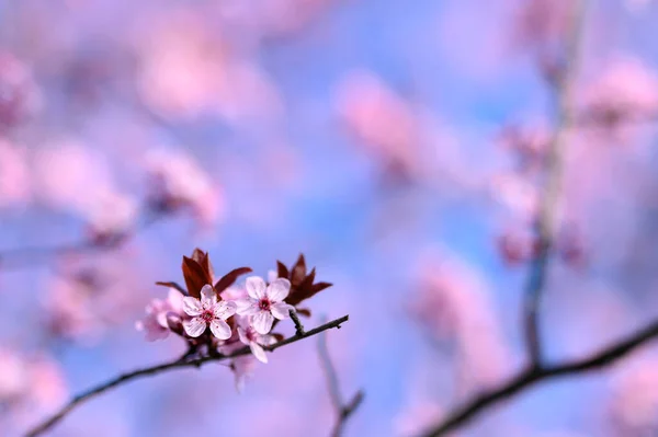 春の桜の花の選択的フォーカスショット — ストック写真