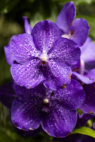Крупним Планом Знімок Красивих Фіолетових Орхідей — стокове фото