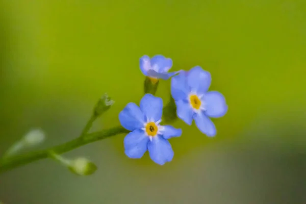 Een Close Shot Van Bloeiende Schorpioen Grassen Bloemen — Stockfoto