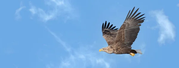 Beyaz Kuyruklu Bir Kartal Açık Mavi Gökyüzünde Uçuyor — Stok fotoğraf