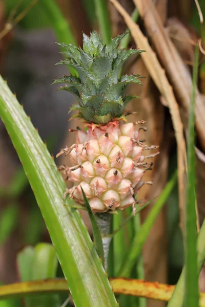 植物上的菠萝特写镜头 — 图库照片