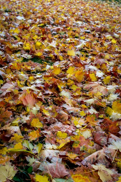 Tiro Vertical Muitas Belas Folhas Coloridas Outono Grama — Fotografia de Stock