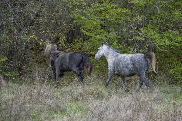 Yeşil Bir Ormanda Koşan Güzel Atların Yakın Plan Çekimi — Stok fotoğraf