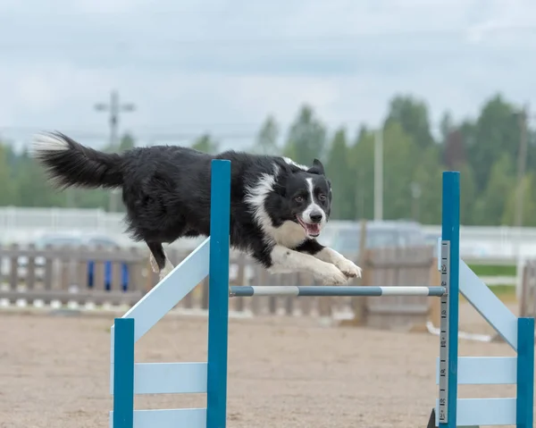 Bir Collie Sınırı Çeviklik Yarışmasında Çeviklik Engelini Aşıyor — Stok fotoğraf