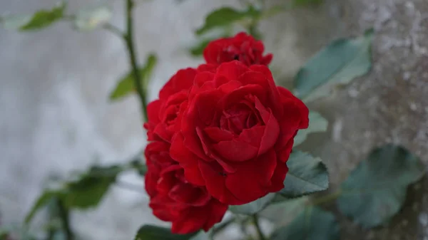 一朵红玫瑰的特写镜头 — 图库照片