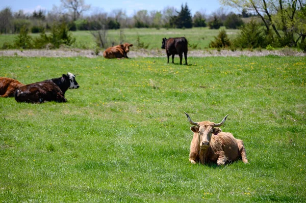 白天在田野里拍的一些奶牛的美丽照片 — 图库照片