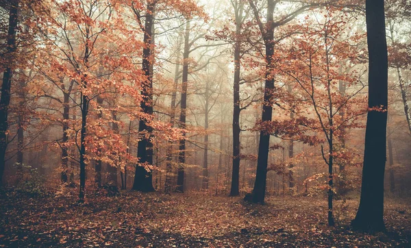 Naturskön Utsikt Över Höga Träd Skogen Hösten — Stockfoto