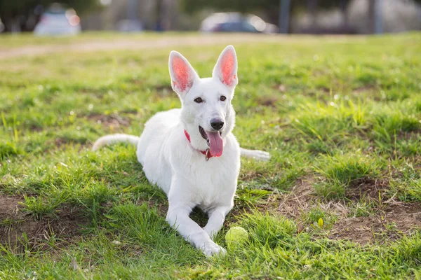 Μια Επιλεκτική Φωτογραφία Εστίασης Ενός Λευκού Ελβετικού Ποιμενικού Σκύλου Που — Φωτογραφία Αρχείου