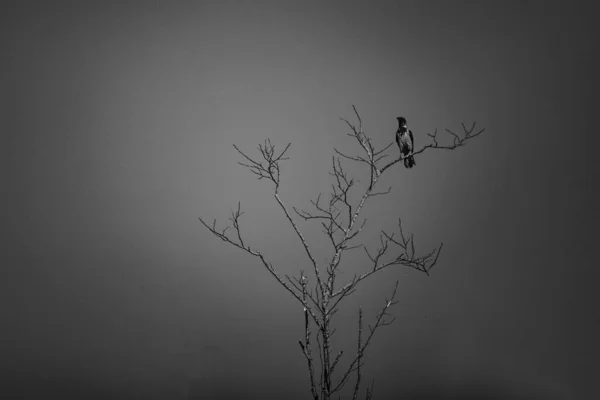 Серый Снимок Птицы Сидящей Голом Дереве — стоковое фото