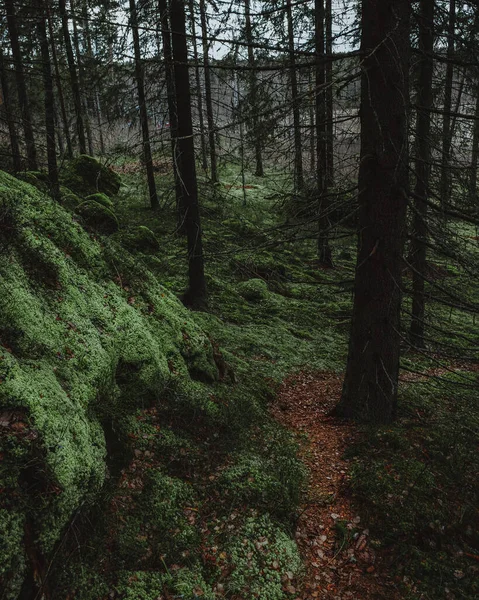 Вертикальний Знімок Лісу Вкритий Мохами Лісі Дощовий День Восени — стокове фото