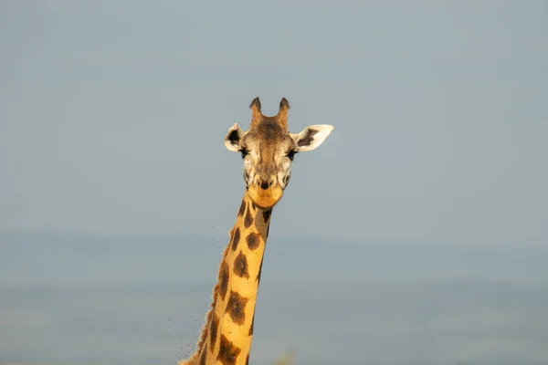 Een Fascinerende Opname Van Een Prachtige Giraffe Achtergrond Van Lucht — Stockfoto