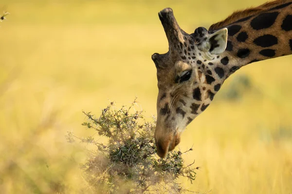 Захватывающий Снимок Красивого Жирафа Поедающего Гра — стоковое фото