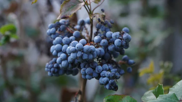 Tiro Close Uvas Planta — Fotografia de Stock