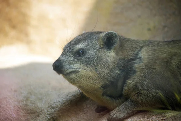 Sebuah Gambar Closeup Dari Groundhog Kebun Binatang Colchester Selama Siang — Stok Foto