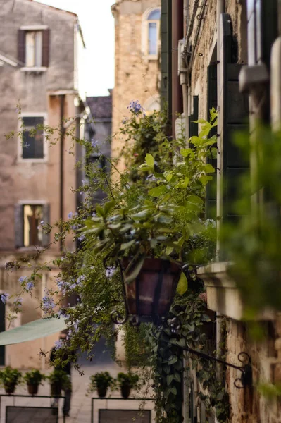 Closeup Shot Decorative Houseplants Windowsills Buildings Venice Italy — Stock Photo, Image