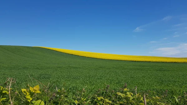 Yeşil Sarı Tarlalardan Oluşan Güzel Bir Manzara — Stok fotoğraf