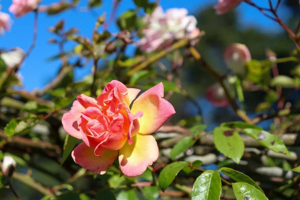 Una Hermosa Foto Rosas Jardín Botánico —  Fotos de Stock