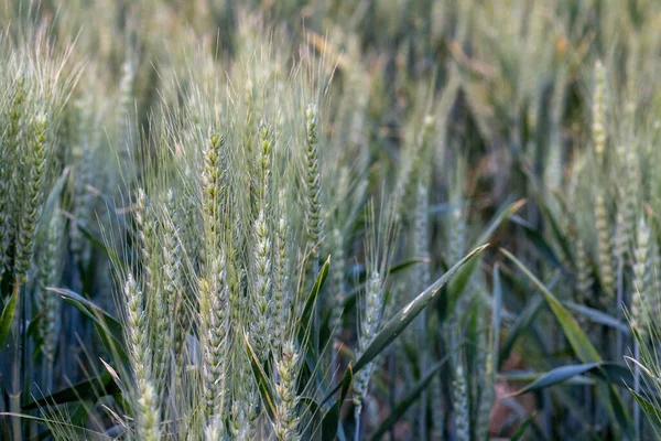 Зеленое Пшеничное Поле Санта Аргентина — стоковое фото