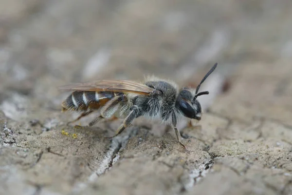 Großaufnahme Einer Bergarbeiterin Mit Rotem Bauch Andrena Ventralis Auf Dem — Stockfoto