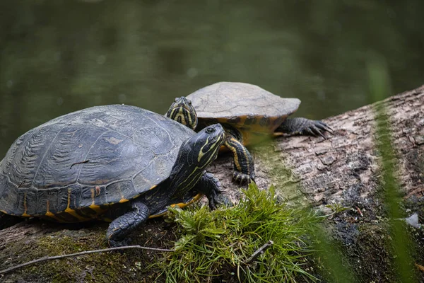 Closeup Shot Two Turtles Tree Branch — Stock Photo, Image