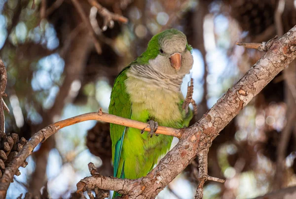 Ağaçtaki Papağanın Yakın Plan Fotoğrafı — Stok fotoğraf