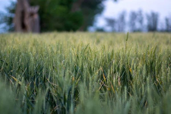 Campo Trigo Verde Jovem Santa Argentina — Fotografia de Stock