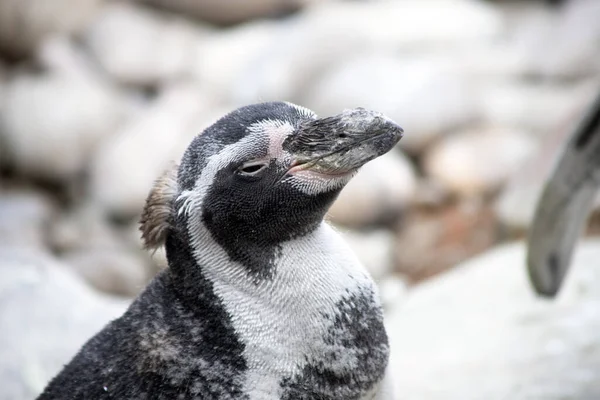 Крупный План Африканского Пингвина Колчестерском Зоопарке Днем — стоковое фото