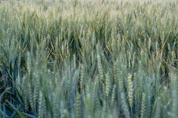 阿根廷圣达菲的一个绿色小麦田 — 图库照片
