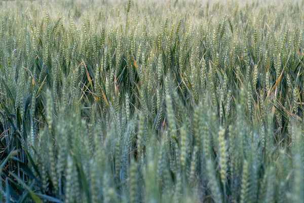 Campo Trigo Verde Jovem Santa Argentina — Fotografia de Stock