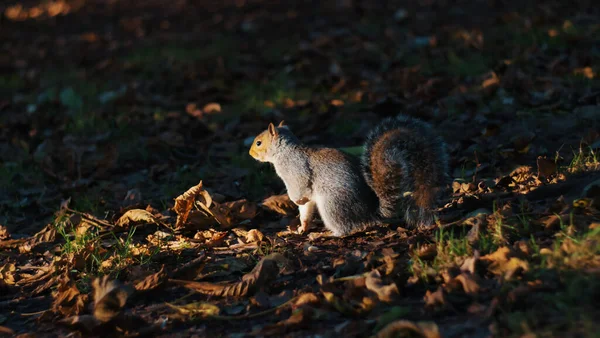 Scenic View Tiny Squirrel Forest Blurred Background —  Fotos de Stock