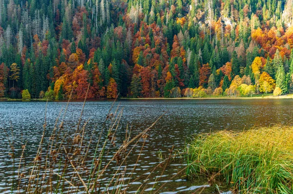 Scenic View Lake Surrounded Lush Forests Autumn — 图库照片