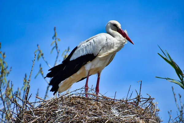 Eine Seitenansicht Eines Niedlichen Storchs Der Seinem Nest Unter Blauem — Stockfoto