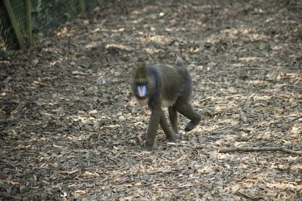 Tiro Perto Macaco Jardim Zoológico Colchester Durante Dia — Fotografia de Stock