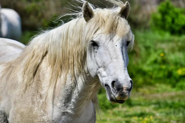 Portrait Beau Cheval Blanc Sur Terrain Regardant Spectateur — Photo