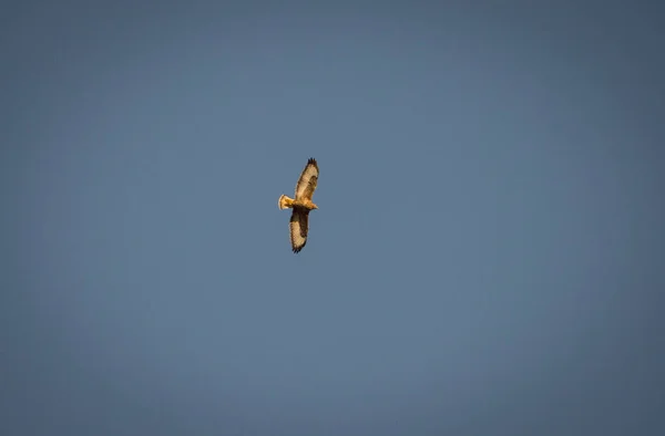 Een Rustig Landschap Van Een Havik Vliegend Hoog Blauwe Lucht — Stockfoto