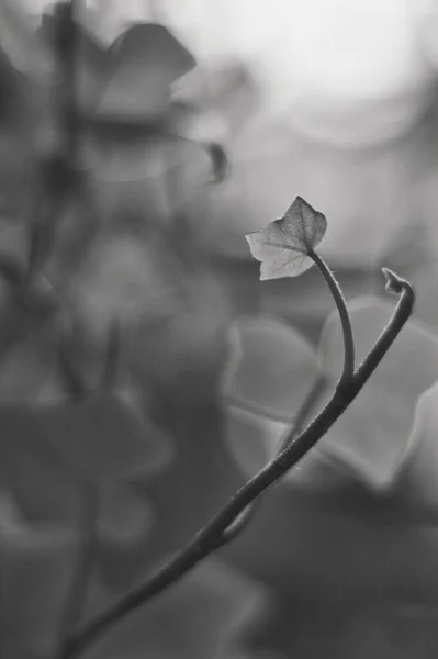 一枚の葉がぼやけた枝のクローズアップ — ストック写真