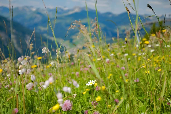 Campo Con Flores Silvestres Una Colina — Foto de Stock