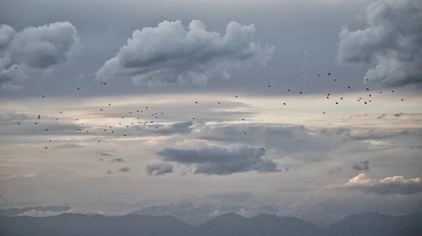 Una Bandada Pájaros Volando Cielo Nublado —  Fotos de Stock