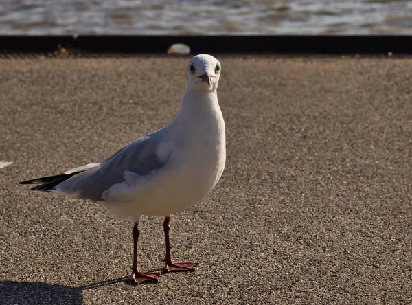 Eine Nahaufnahme Einer Schönen Möwe Die Küstennähe Steht Und Die — Stockfoto