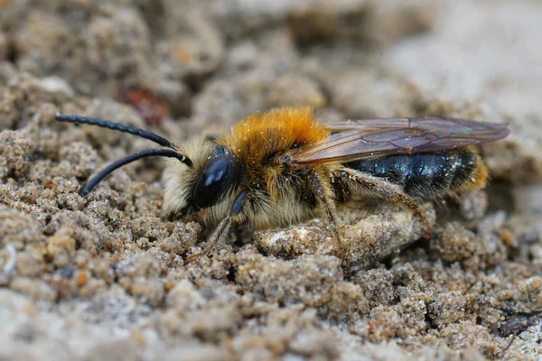 Zbliżenie Samca Szarej Pszczółki Górniczej Andrena Nitida Piaszczystej Ziemi — Zdjęcie stockowe