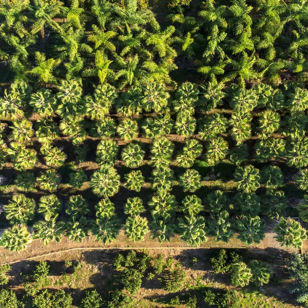Zenital Drone Image Vivid Green Palm Tree Field — Stock Photo, Image