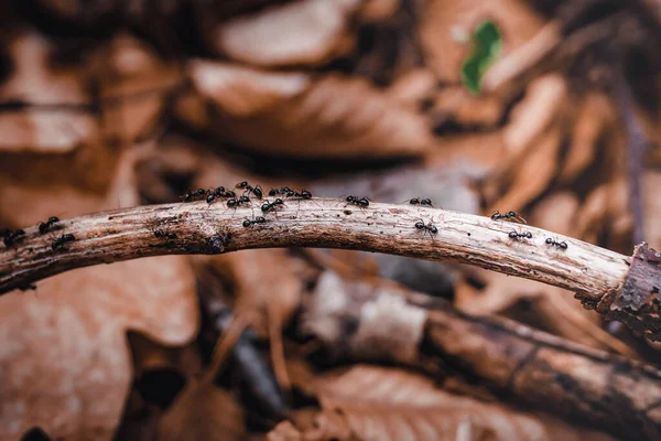 Sebuah Gambar Closeup Semut Merangkak Cabang Pohon Yang Jatuh — Stok Foto